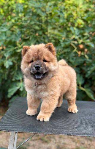 Chow Chow / Čau Čau štenci
