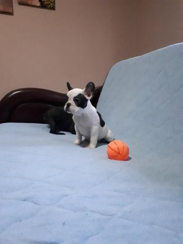 Francuski buldog stenad