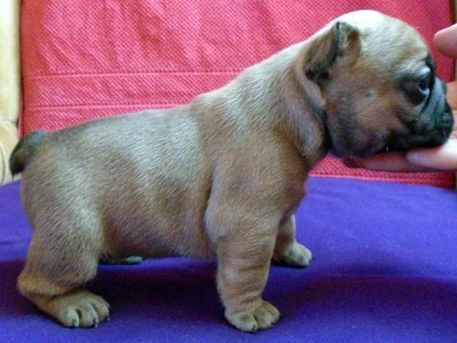 Francuski buldog