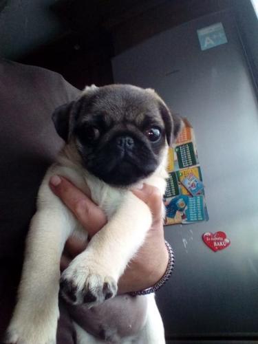 Mops
