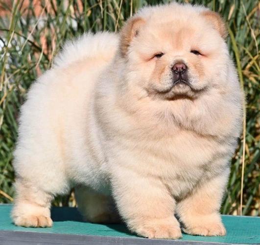 Chow Chow Cau Cau Čau Čau