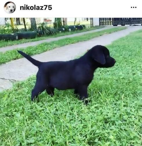 Labrador retriver,  štenci
