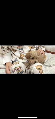 Maltipoo