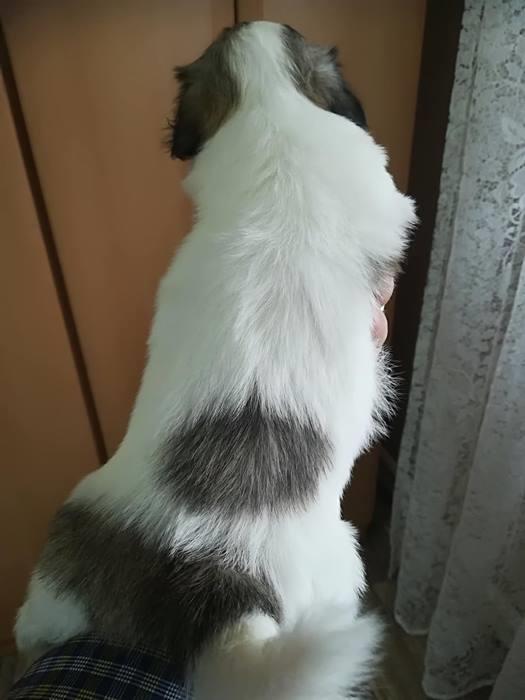 Coton-de-tulear