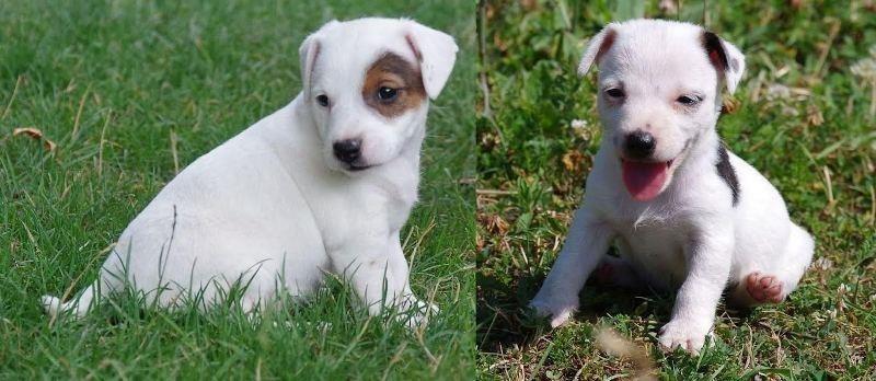 Jack-russell-terrier-štenci-vrhunskog--izgleda-