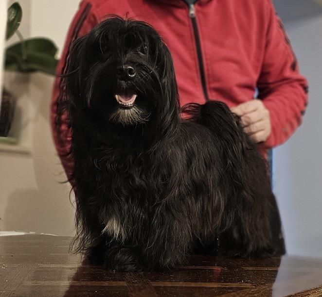 Bichon-Havanese--vrhunski-Havanski-bišoni