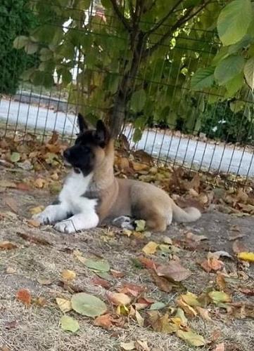 Američka akita štenci