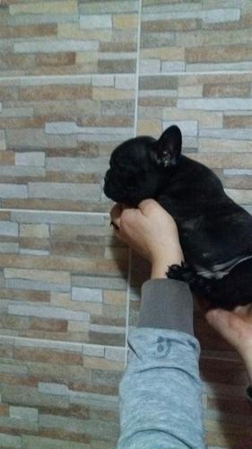 Francuski buldog