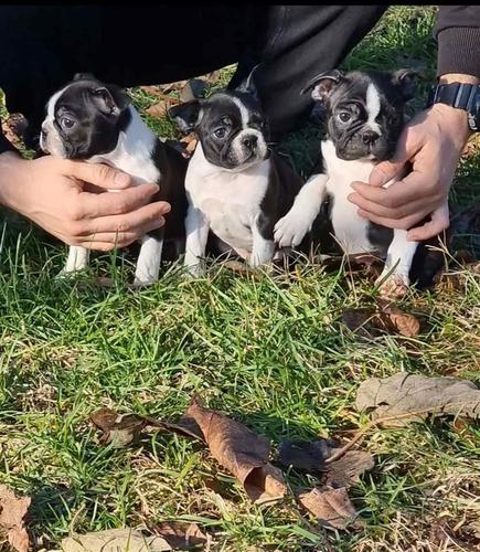 Štenci boston terijera 