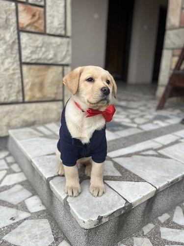 Labrador štenci. Povoljno!