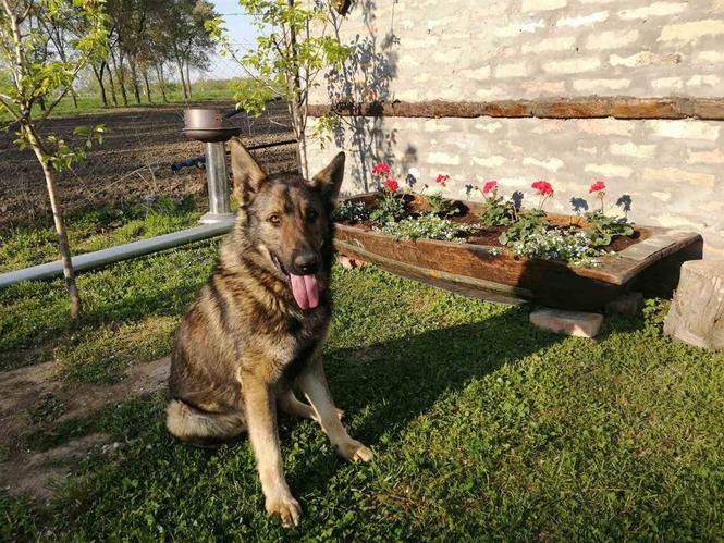 Gvozdeno sivi nemacki ovčar štenci