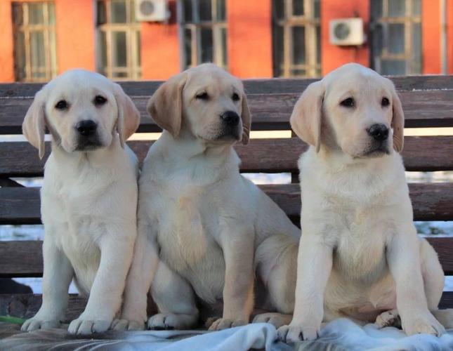 Labrador i Zlatni retriver stenci