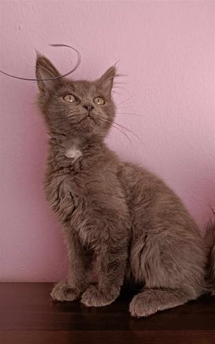 Maine coon mačići