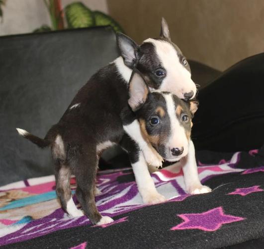 Mini bull terijer