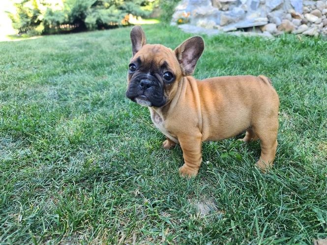 Francuski buldog -M- 10 nedelja