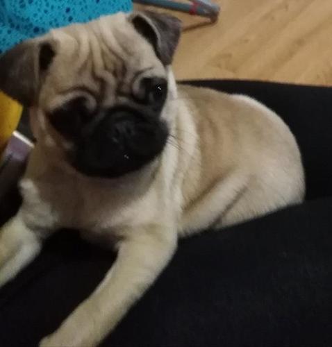 Mops