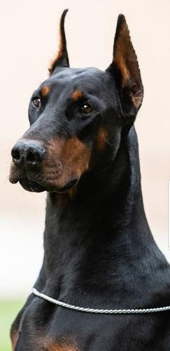 Doberman, mlada kuja