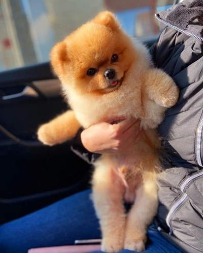 Najlepsi Pomeranci Boo