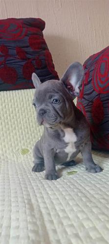 Francuski Buldog EXOTIC