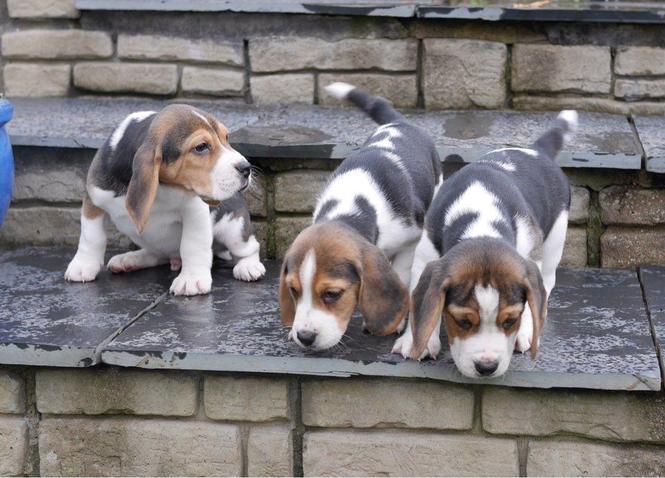 Stunning Beagle štene sada spremne