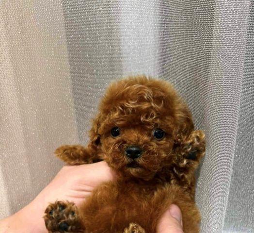 Toy Poodle  Whatsapp +37067987419