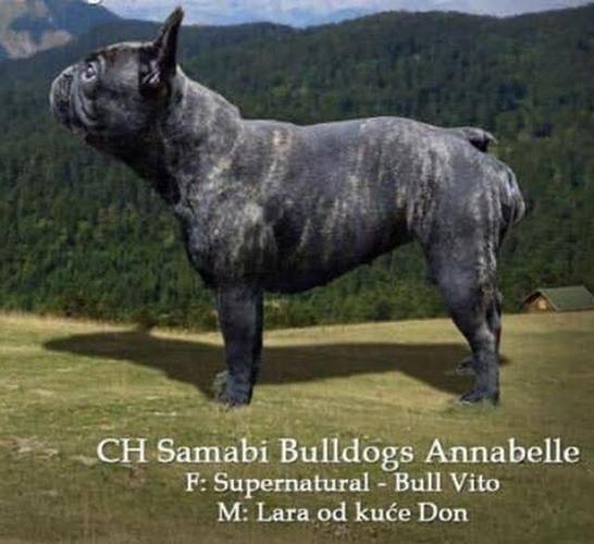 Francuski buldog štenad šampionskog porekla