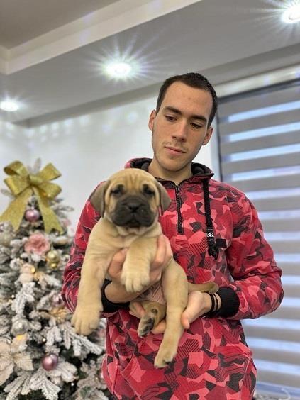 Presa-canario-stenci-