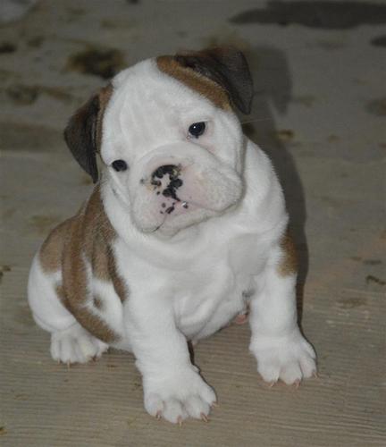 Engleski buldog bebe