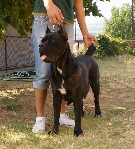 CANE-CORSO-stenci-izlozbenog-kvaliteta