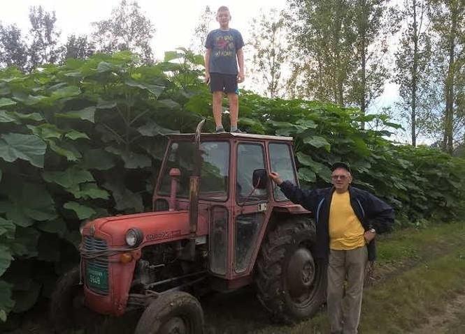 Rasadnik PAULOVNIJE - jesenje sadnice