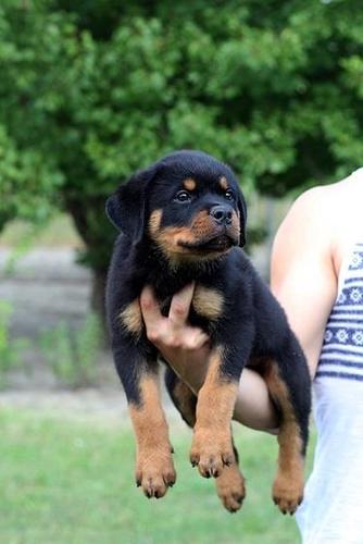 Rottweiler, sampionsko leglo na prodaju