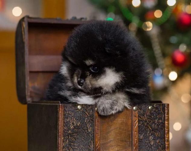 Pomeranski i Nemacki spic spic
