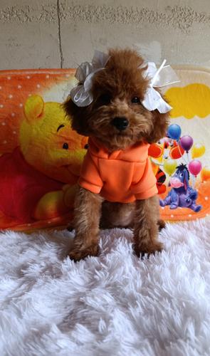 Toy pudla
