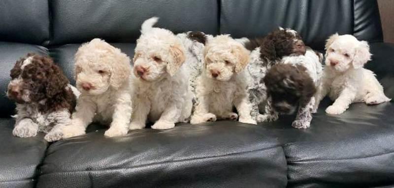 Lagotto-Romagnolo-štenci