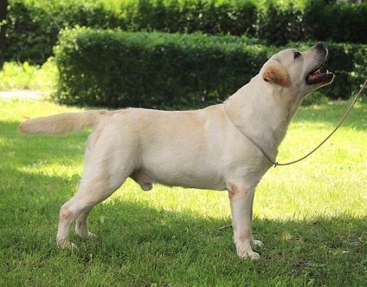 LABRADORI--muzjaci-slobodni-za-parenja