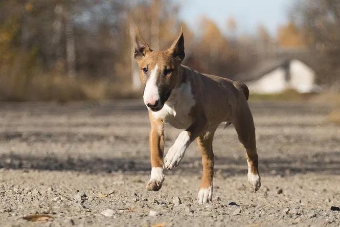 Bulterijer i dogo argentino štenci na prodaju