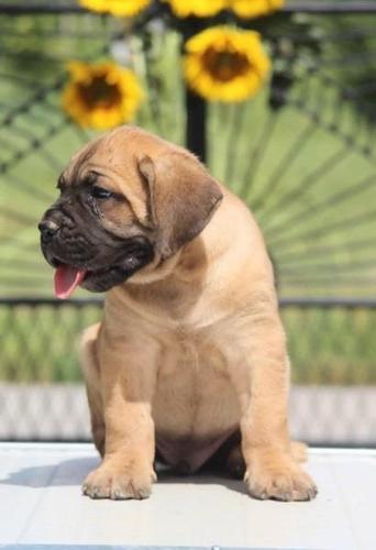 Cane Corso štenci 