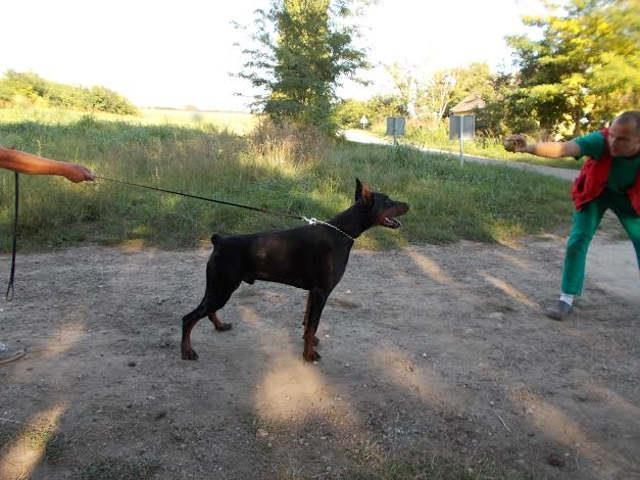 DOBERMANE od 11 meseci