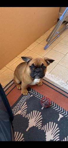 Francuski buldog
