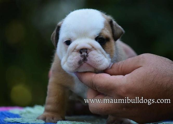 Engleski Buldog