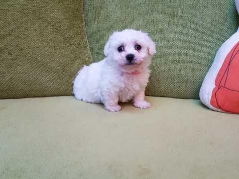Dostupni prekrasni štenad Bichon Frize. Leglo ljup