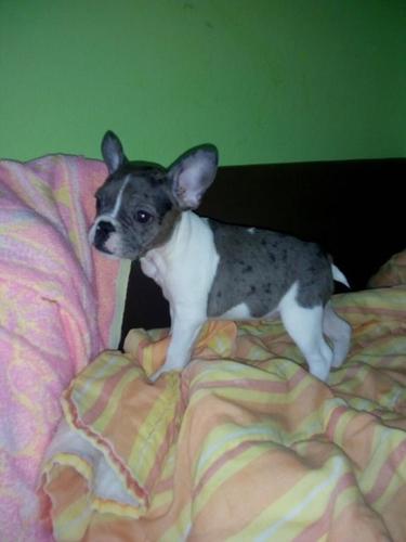 Francuski buldog stenad