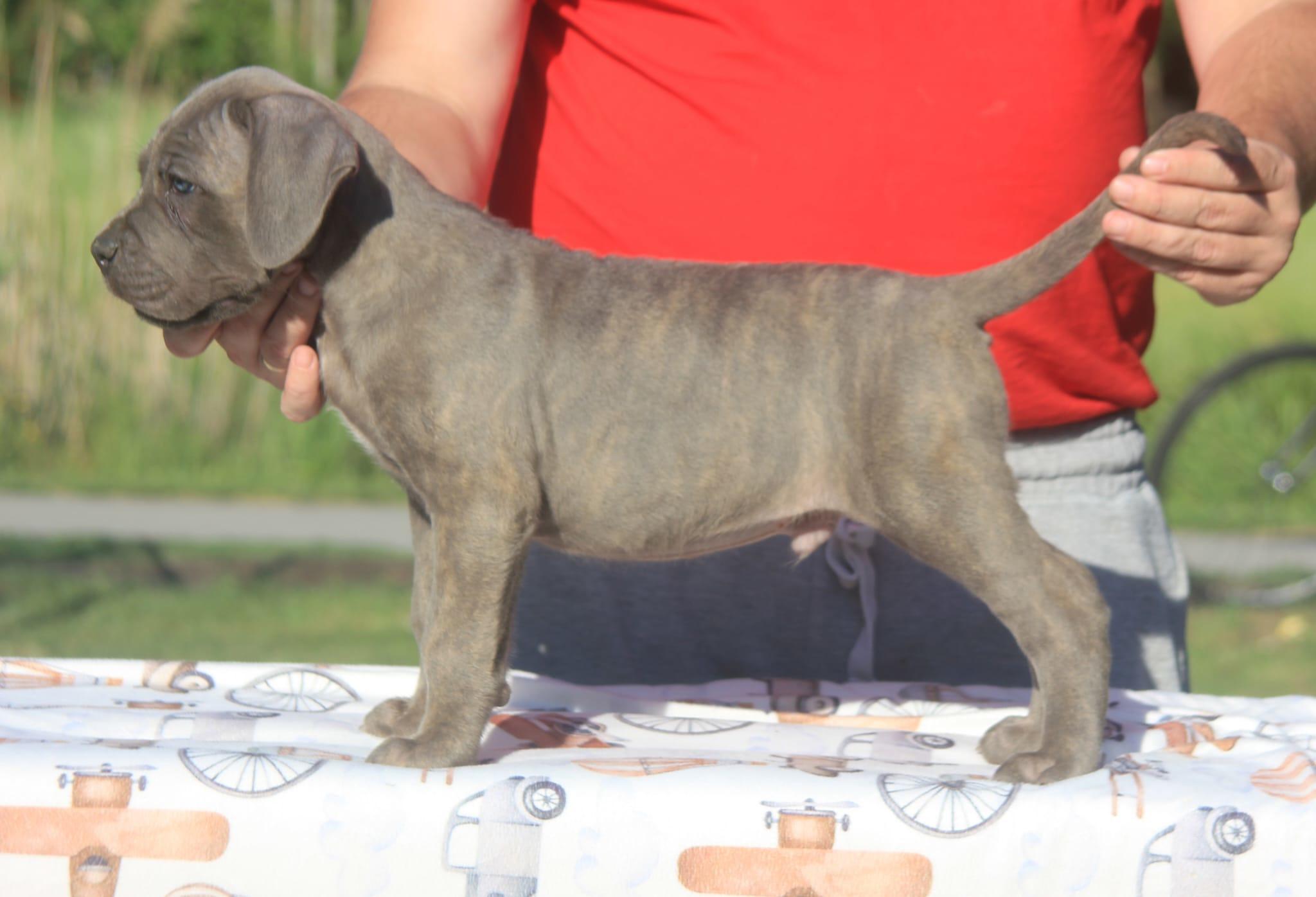 Cane-Corso-štenci