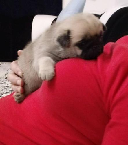 Mops stenad