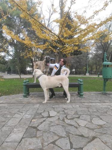 Kangal 