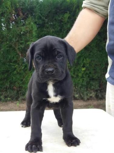 Cane Corso – štenci oba pola 