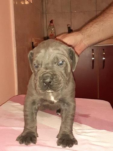 Cane corso štenci