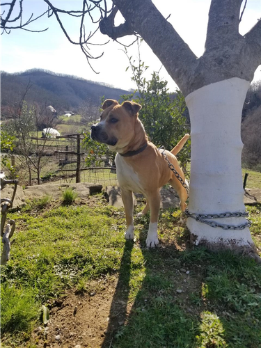 Pit Bull