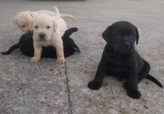 NA PRODAJU STENCI LABRADORA
