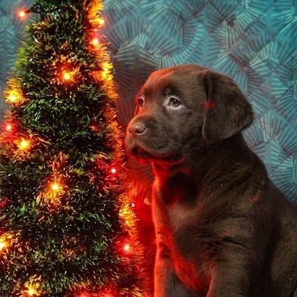 Labradori